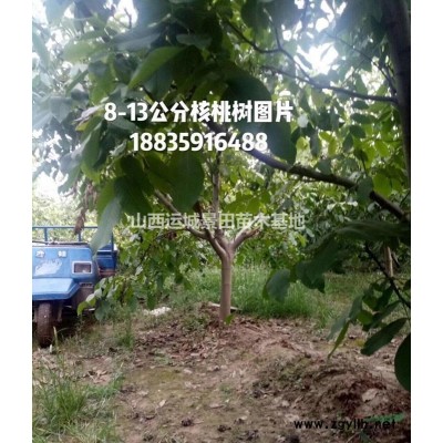 占地柿子樹價格_8-10公分柿子樹_8-18公分柿子樹價格