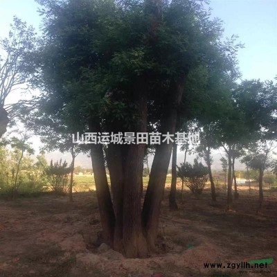 直銷山楂苗·山楂樹信息·山楂樹產地·占地山楂樹價格行情供應