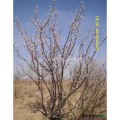 山楂樹價(jià)格·*新山楂樹苗報(bào)價(jià)·今日*新山楂樹價(jià)格行情走勢(shì)