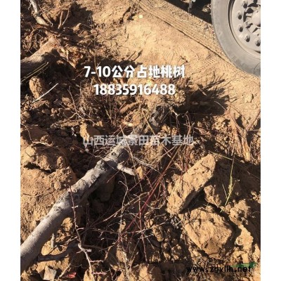 山西年底山楂樹報(bào)價(jià)·年底山楂樹批發(fā)價(jià)格·山楂樹指導(dǎo)價(jià)格山西