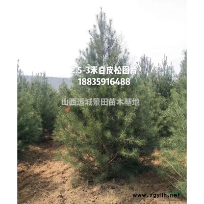 50公分白皮松全冠價格50公分白皮松占地50公分白皮松價格