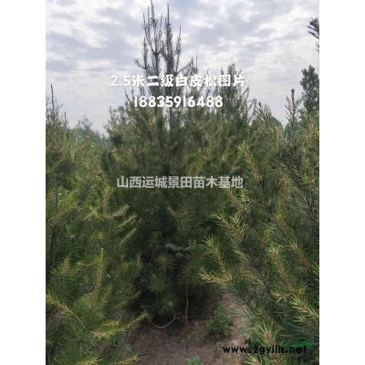 山西白皮松價格·50公分白皮松80公分白皮松價格產地供應