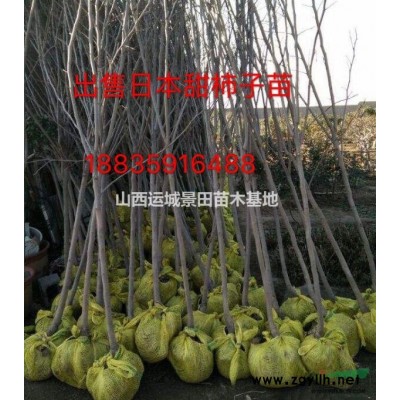 12公分山楂樹*新價(jià)格·13公分山楂樹·12公分山楂樹圖片