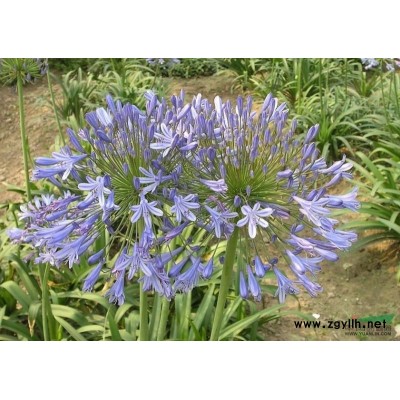 浙江百枝蓮介紹