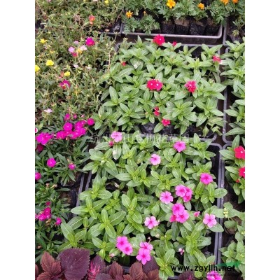 凹葉景天圖片\凹葉景天報(bào)價(jià)