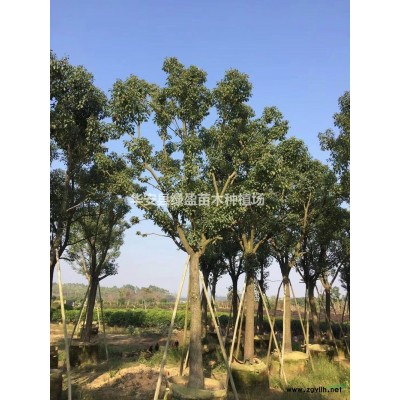 優(yōu)質(zhì)特價(jià)桂花產(chǎn)地直銷  價(jià)格非常實(shí)惠 歡迎來(lái)電