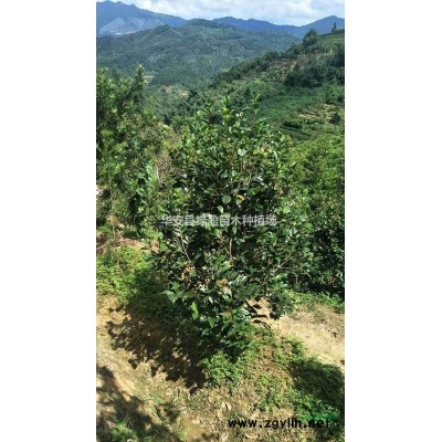 大小規格木槿基地