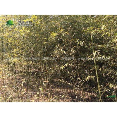 春鵑價格_春鵑圖片_春鵑產地_春鵑綠化苗木苗圃基地