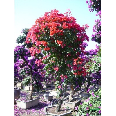 造型三角梅報價/造型三角梅