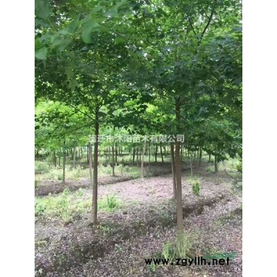 睡蓮價格_睡蓮圖片_睡蓮產地綠化苗木苗圃基地