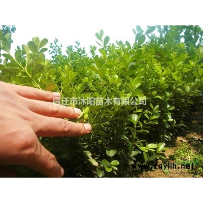 荷花價格_荷花圖片_荷花產地綠化苗木苗圃基地