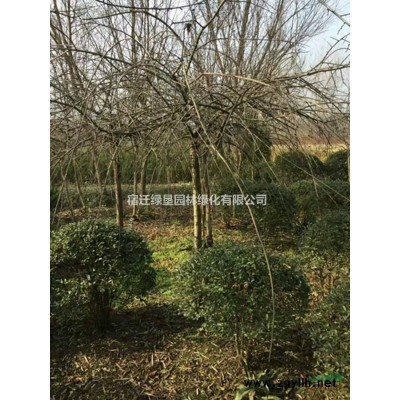 北京欒樹基地 北京欒樹價格 北京欒樹低價供應