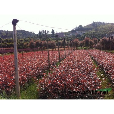 金桂 丹桂  桂花各種規格供應