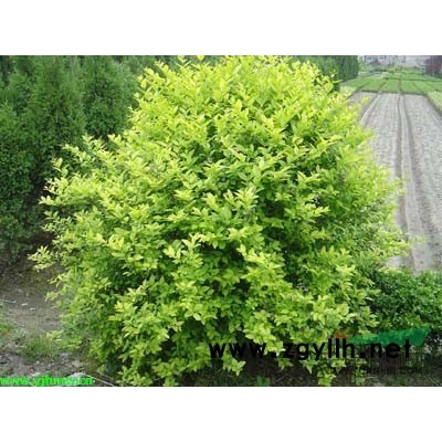 桂花小苗、羅漢松小苗、杜英小苗、香樟小苗等苗木