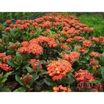 變?nèi)~木2*新價格/變?nèi)~木2報價