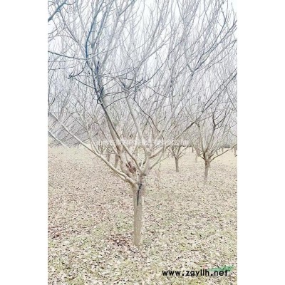 營養缽白皮松價格·20公分30公分40公分營養缽白皮松價格