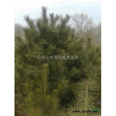 山西哪里有白皮松？50公分白皮松價格·山西50公分白皮松報價