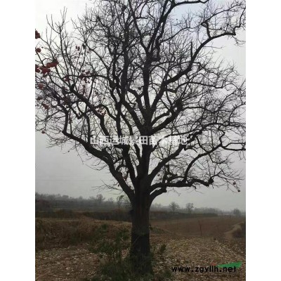山西3公分山桃樹苗·山西5公分山桃小苗·山西3-5公分山桃樹
