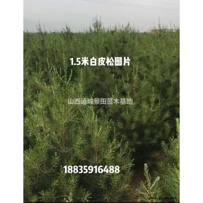 緊急米徑3公分山桃樹·急售3公分山桃小苗·3公分山桃全冠價格