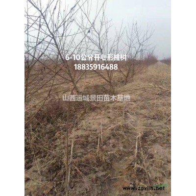 急售三年白皮松小苗·四年白皮松苗高度15-30公分白皮松小苗