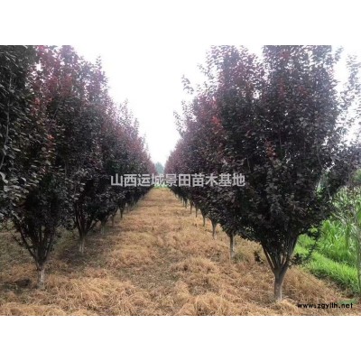 緊急出售米徑3公分國槐·急售4公分國槐·緊急3公分國槐價格緊