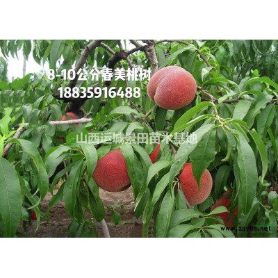 3公分紫葉李=6公分紅葉李/3-6公分紅葉李價格圖片詳情介紹