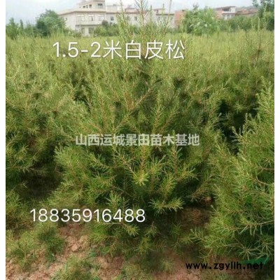 3米白皮松價格·今天3米白皮松價格·今日3米白皮松價格