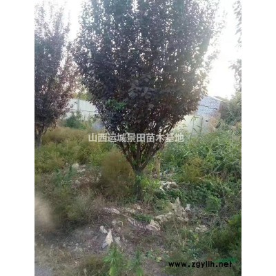 *新4米油松產(chǎn)地價(jià)格·4米油松*新報(bào)價(jià)·占地4米油松圖片4米
