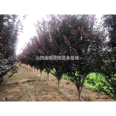 山西地區(qū)供應(yīng)地徑1-20公分杏樹(shù)價(jià)格·杏樹(shù)圖片用途詳情介紹