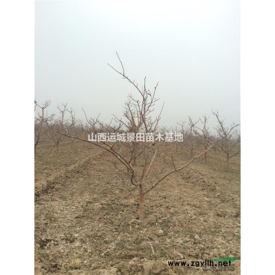 古樹柿子樹·百年大柿子樹·大柿子樹價格·山西柿子樹基地
