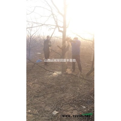 哪里有核桃樹？核桃樹分布地區·核桃樹產地介紹·山西運城核桃樹