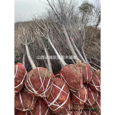 核桃樹直徑8到10公分市場價(jià)格是多少？8公分占地核桃樹價(jià)格