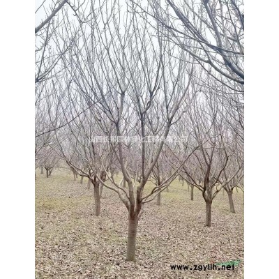 桃樹的產地分布地區_桃樹集中地區_山西桃樹種植基地