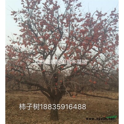 山西桃樹基地·5公分6公分8公分10公分山桃具體價格