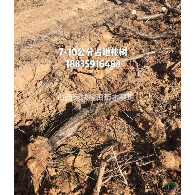 哪里有石榴樹？石榴樹基地是哪里？大規格石榴樹哪里有賣的？