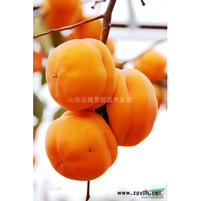 山西蜀儈基地·山西蜀儈價格·運城種植蜀儈產(chǎn)地批發(fā)報價