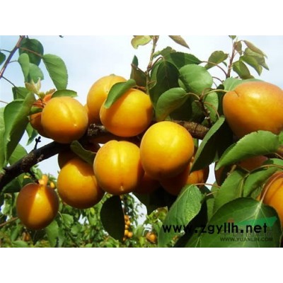 蜀儈產(chǎn)地詳情·山西蜀儈種植基地·運(yùn)城蜀儈批發(fā)基地價(jià)格