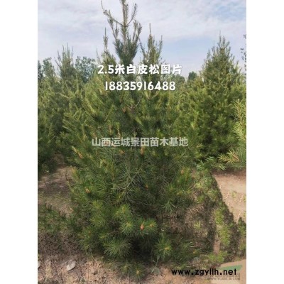 目前地徑15公分紅梅花價格·地徑15公分紅梅花基地價格多少錢