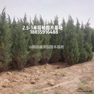 3米高白皮松價格，3米高白皮松多少錢一棵，山西白皮松基地