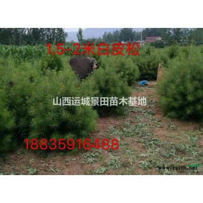 古樹杏樹·百年大杏樹·大山杏樹價格·山西杏樹種植基地