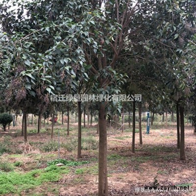 紅花繼木基地直供 江蘇紅花繼木價格 大小規格紅花繼木