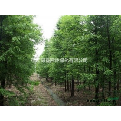 荷花苗大量供應·荷花苗圖片·優(yōu)質荷花苗種植基地