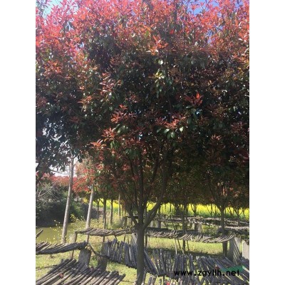 夏鵑-夏鵑批發價格、產地貨源 - 沭陽夏娟多少錢一顆？