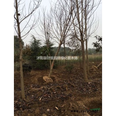 黃帽月季價格、沭陽黃帽月季基地直銷