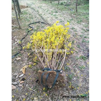 沭陽金葉水杉種植基地、貨源充足、規格*、