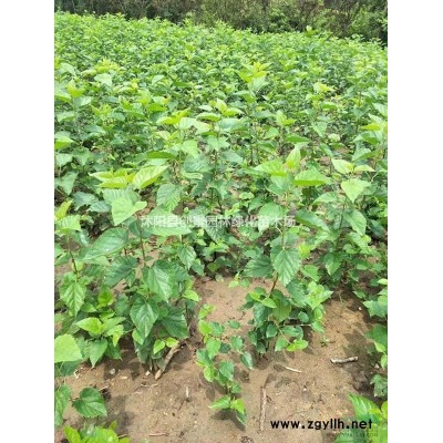 梔子花價格、基地梔子花多少錢一棵