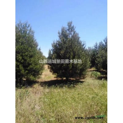 8公分欒樹價格*低_10公分欒樹價格*低供應_山西地區(qū)欒樹