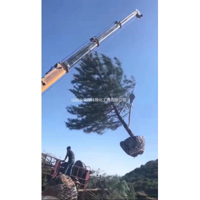 胸徑25公分國槐多少錢？哪里有原生國槐？山西國槐價格產(chǎn)地詳情