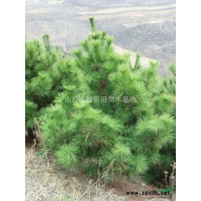 8公分占地桃樹多少錢?哪里有桃樹？山西8公分占地桃樹價格