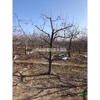 石榴苗·石榴樹價格·主桿石榴樹圖片·叢生石榴樹圖片產地詳情